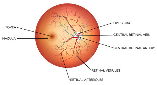 retina